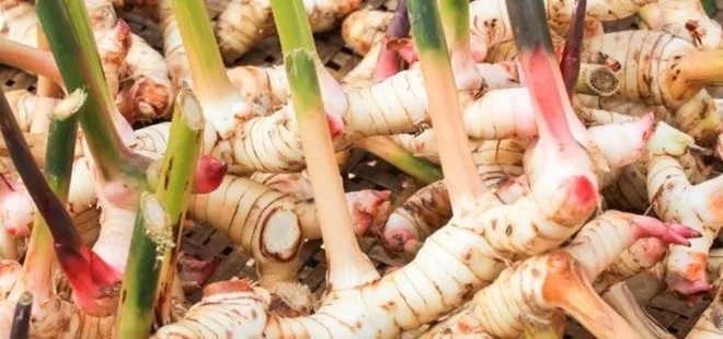 Bu bitki her derde deva! Romatizma ağrısını söküp atıyor...