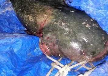 "Suda timsah var" alarmı! Bakın ne çıktı...