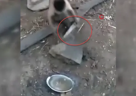 Maymun eline bıçağı aldı! Yaptıklarıyla ise sosyal medyada gündem oldu