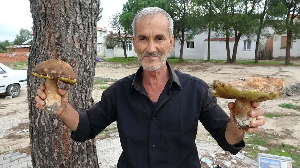 Çanakkale’de “ayı mantarı” köylünün gelir kapısı oldu! Yabancıların ilgisi büyük