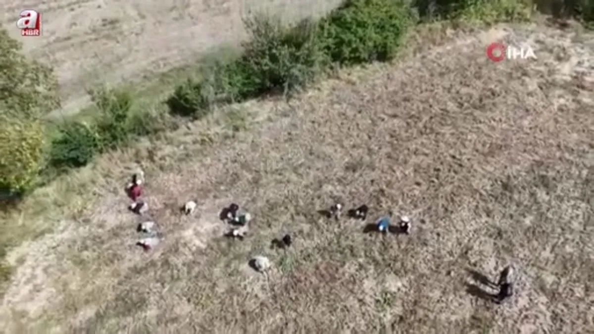 Erzincan’da patates hasadı başladı