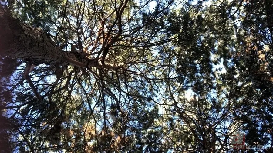 Bozkırın ortasında yemyeşil doğa! Hayran bırakan görüntüler 23