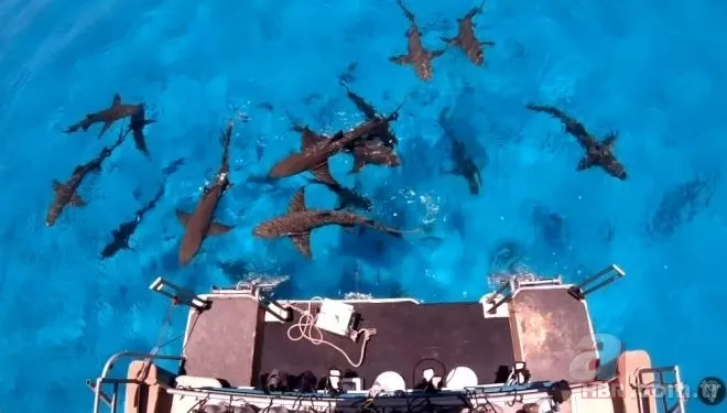 Sosyal medyayı sallayan köpek balığı deneyi yürekleri ağızlara getirdi! Okyanusa kan döküp bekledi ve... 11