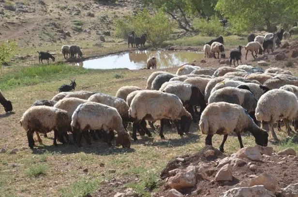 Kurban Bayramı ne zaman 2022? Kurbanlık fiyatları açıklandı mı, ne kadar? Küçükbaş, büyükbaş fiyatları...