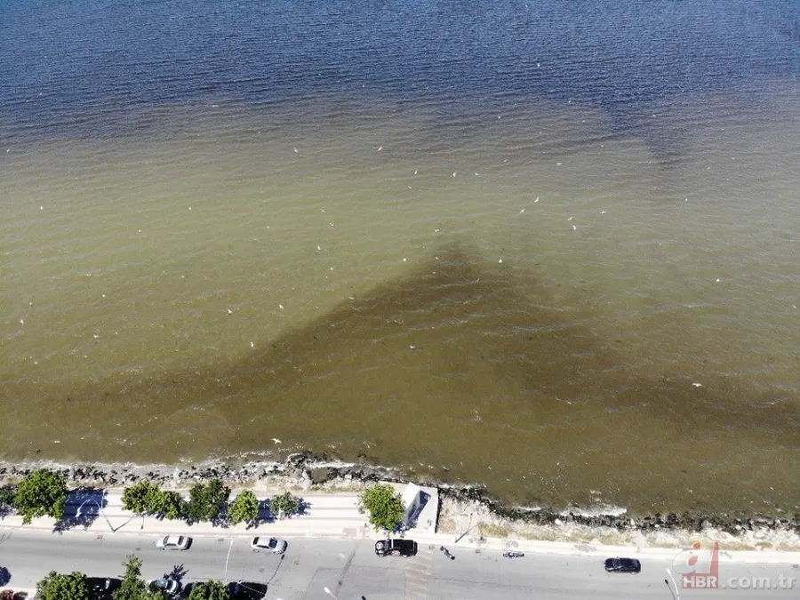 İstanbul'da büyük skandal ve acı veren görüntüler! Küçükçekmece'deki balık ölümlerinin nedeni ne? 25