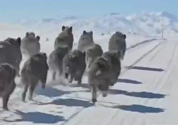 Başkale'de domuz sürüsü görüntülendi