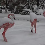Rekor yağış! Beyaz örtüyle kaplandı