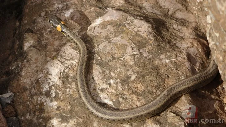 yilan adasi ni andiriyor burasi