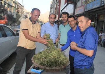 Hakkari'de bir ilk: Yeşil fındık