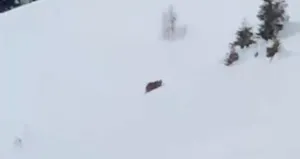 Ayıya böyle seslendi: Doğru yatağa