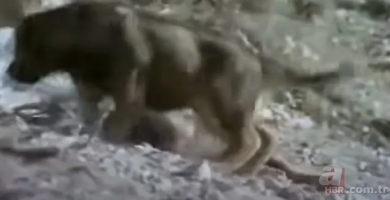 Dev kartalın nefes kesen kurt avı! Anne kurdun hatası pahalıya mal oldu 4