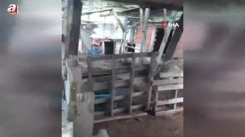 Kurt kurbanlık kuzuları telef etti