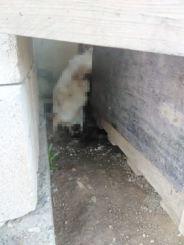 balikesirde-ciftlikte-dehset-2-kopegi-tufekle-katlettiler-2-kopegi-de-zehirlediler-1662704728276.jpg Balıkesir’de çiftlikte dehşet! 2 köpeği vurdular 2’sini zehirlediler - 4