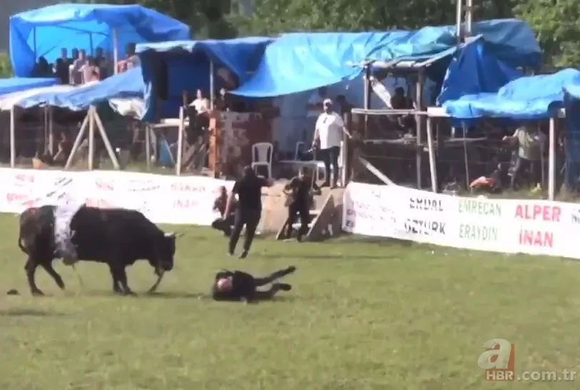 Şampiyon boğanın gazabı! Sahibine böyle saldırdı 7