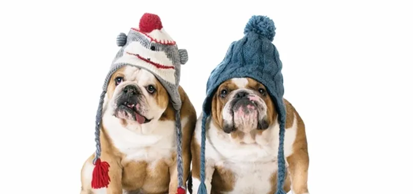 Sevimli dostlar kışa hazır mı