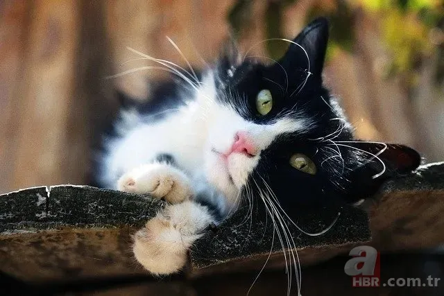 Kayıp Kedinin 9 Yıllık Gizemi Çözüldü: Sahte Kimlikle Yaşıyormuş! 2