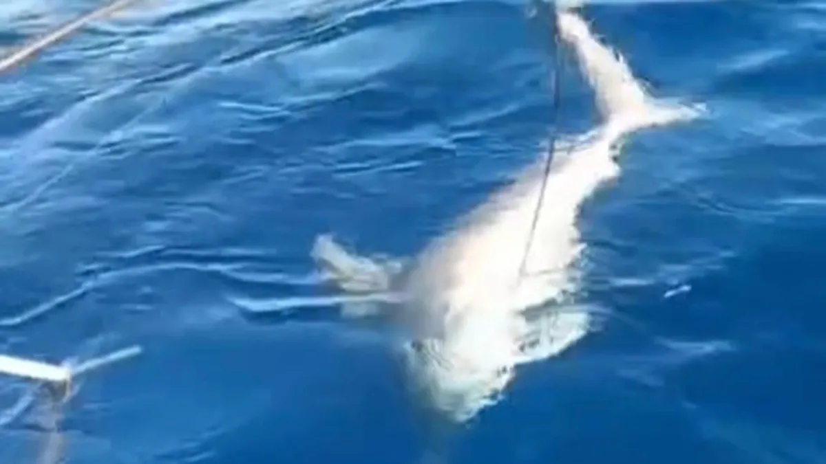 Denizde köpek balığı paniği! Balıkçılar dakikalarca ecel terleri döktüler