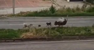 Çiftlikten kaçtı köpeklerin saldırısına uğradı!