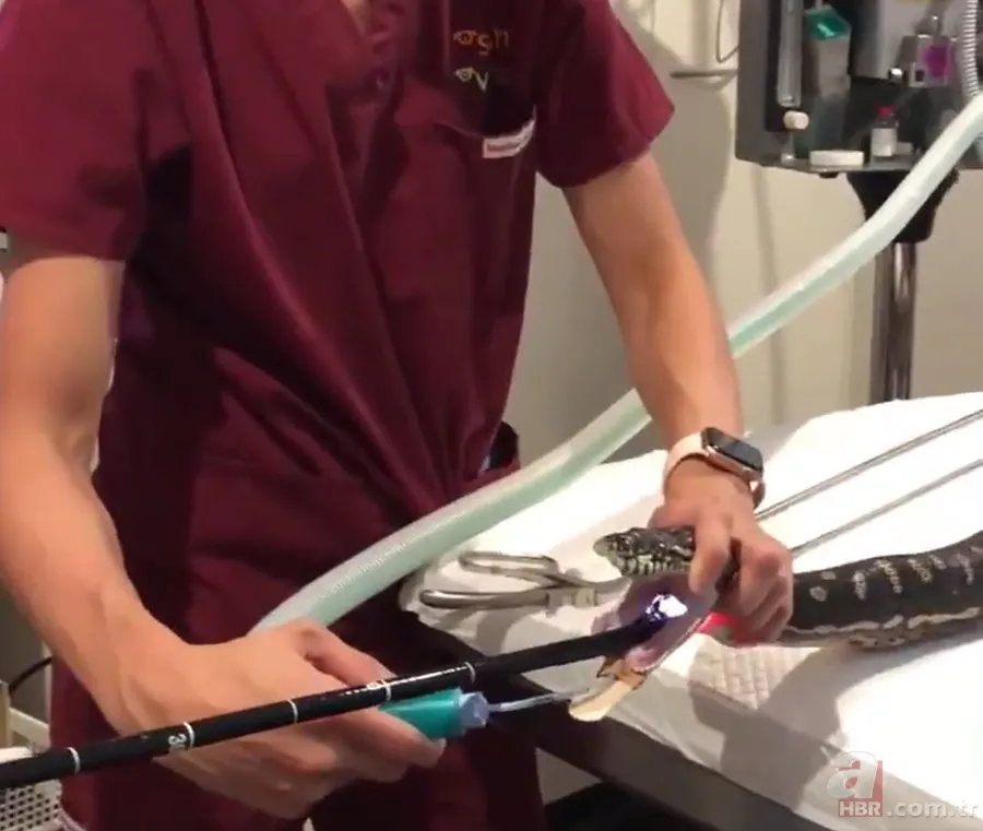 Bir yılan bunu neden yer? Pitonu ameliyat eden veterinerlerden sevinç çığlıkları 3