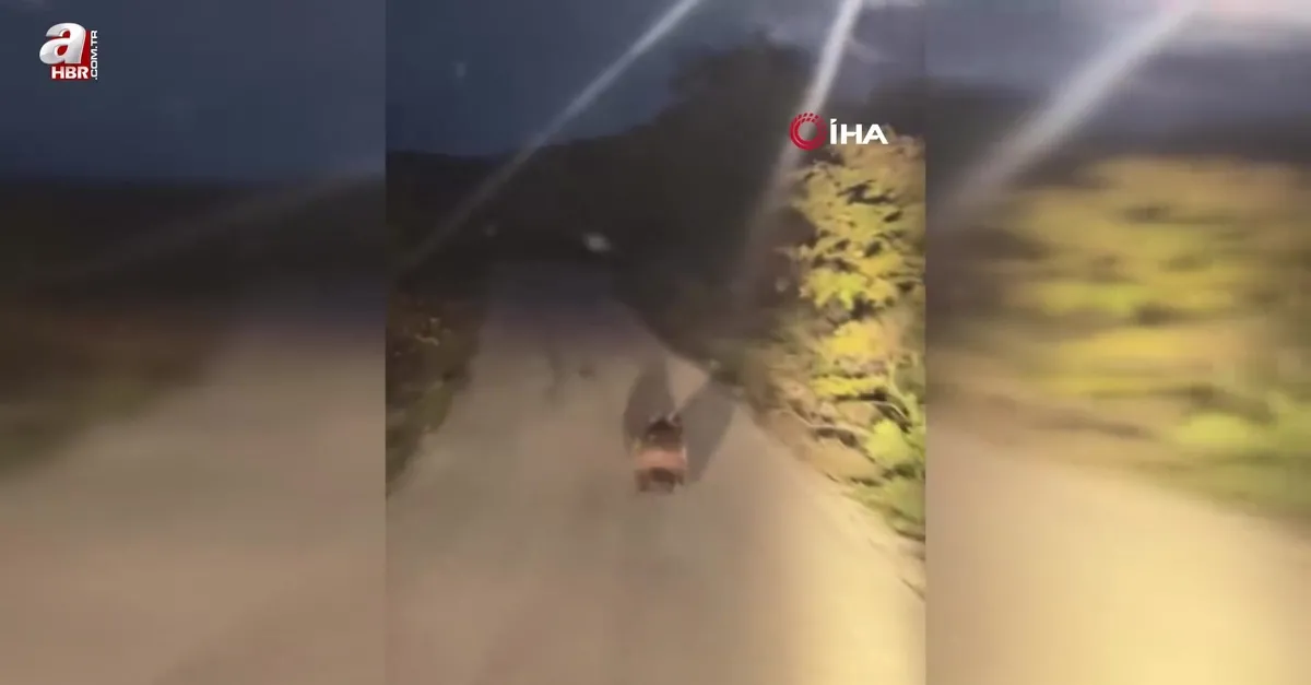 Yolda koşan ay böyle görüntülendi