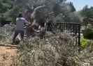 CHP’li belediyeden otopark için ağaç katliamı
