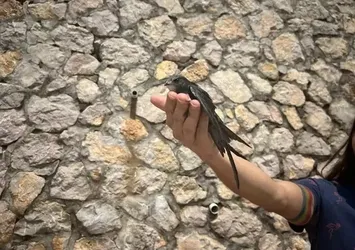 Tedavi edilen ebabiller doğaya salındı