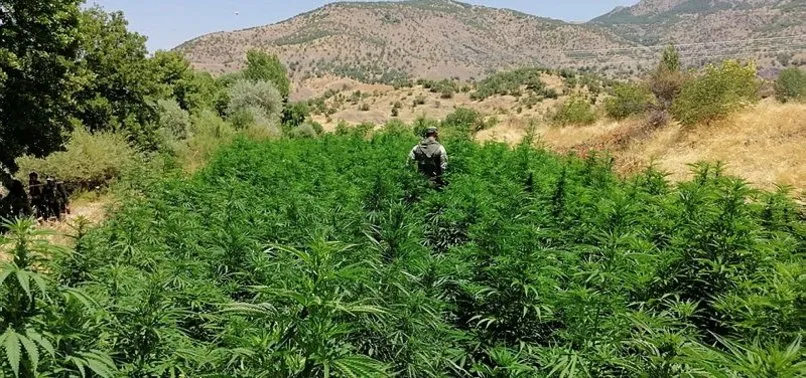 Jandarma 1 milyon kök Hint keneviri buldu