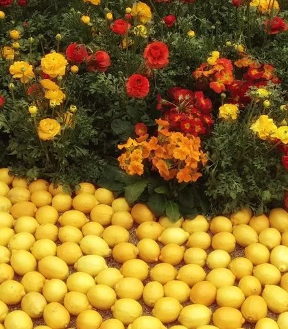 Limon ferahlatıcı özelliği sahiptir! İşte limon dilimleri ile uyumanın mucizevi etkileri...