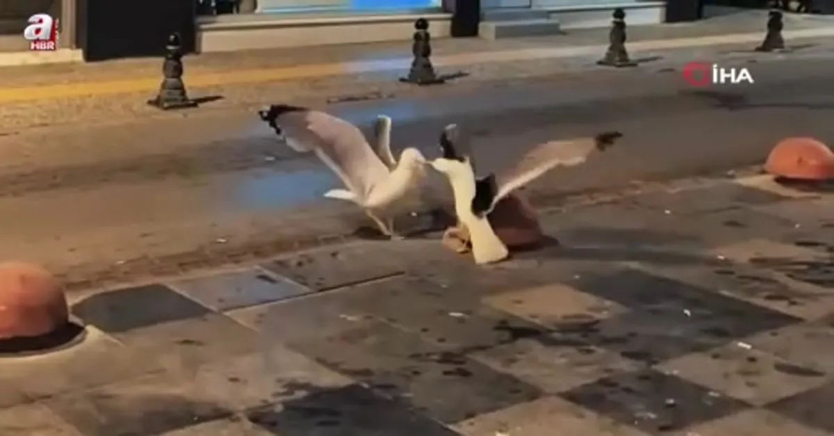 Sinop'ta martıların kavga anı kamerada