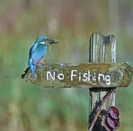 Hayvanlar aleminden yok artık dedirten anlar! İşte 2020 Komik Vahşi Yaşam Fotoğrafları yarışmasının finalistleri