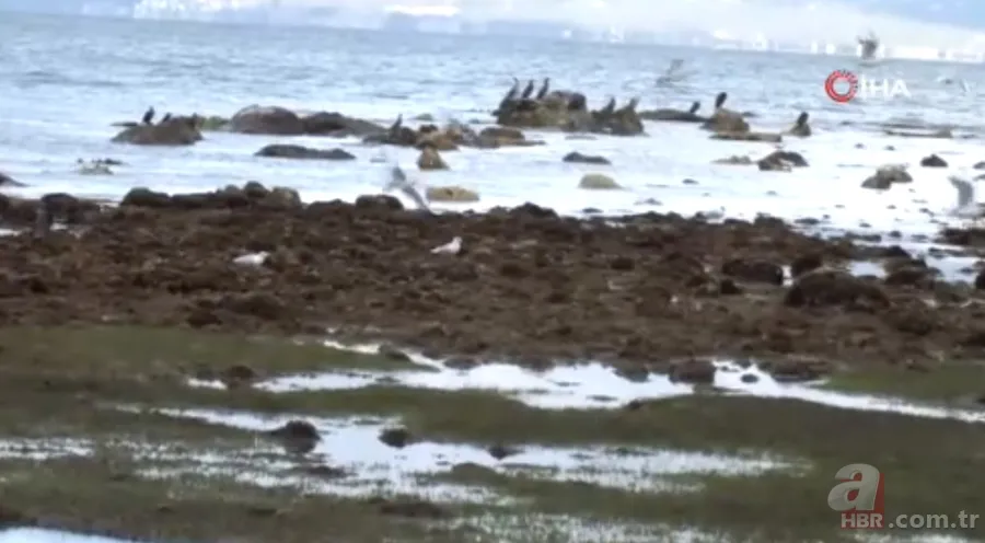 Sahilde tedirgin eden olay! Binlerce yıllık tarihi ortaya çıkardı | "İnşallah afet habercisi değildir" 7