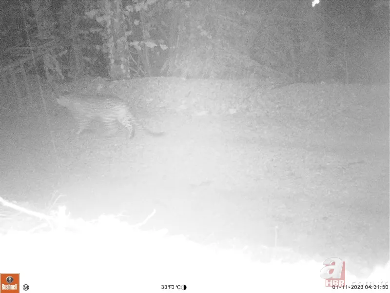 Cezası 1 milyon TL! Nesli tükenen tür 18 ilde aranacak 2