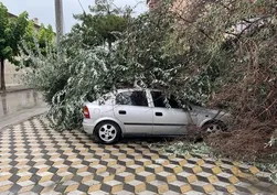 Kökünden sökülen ağaç otomobilin üzerine devrildi