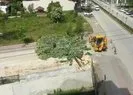 CHP’li belediye 50 yaşındaki ağacı kesti!