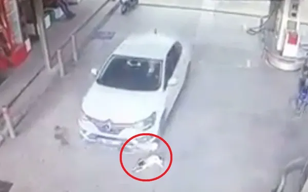 1605094529093.jpg Vicdanları sızlatan görüntü! 2 köpeği otomobille ezdi... - 1