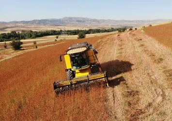 Gümüşhane'de karabuğday hasadına devam ediliyor