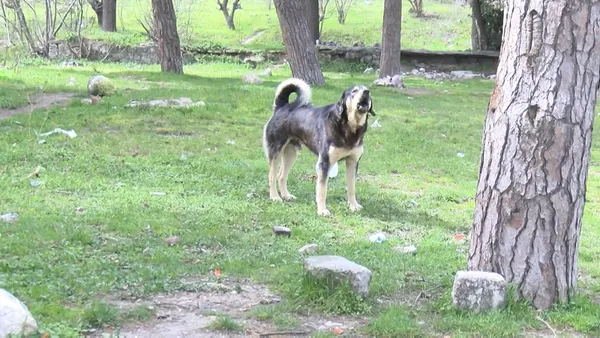 İstanbul Başakşehir'de dehşet: Sokak köpeklerinin saldırısına uğradı - 3