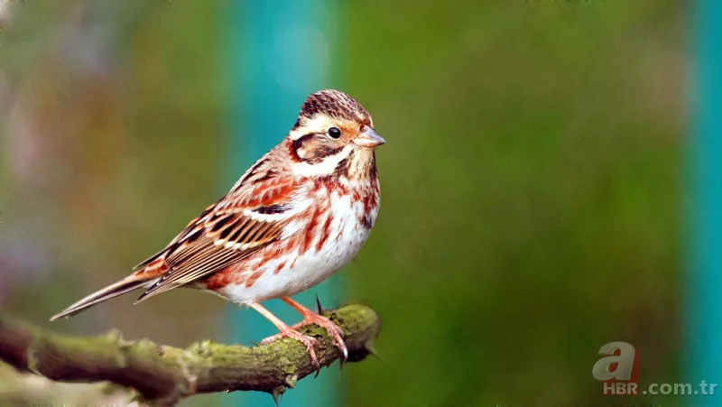Türkiye'de nadir görülüyor! 'Ak kaşlı kiraz kuşu' Zonguldak'ta görüntülendi 4