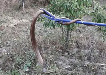 Denizli'de eve giren yılan korkuttu