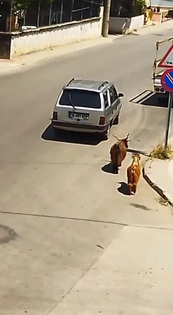 bursada-kecilere-eziyet-kamerada-araca-baglayip-kilometrelerce-kosturdu-1654598770794.jpg Bursa’da keçilere eziyet kamerada! Araca bağlayıp kilometrelerce koşturdu - 1