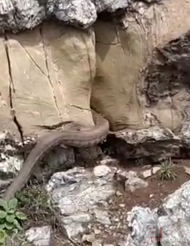 Sıcaklarla birlikte ortaya çıktılar! Kayalıklar arasında görülen 2 metrelik dev yılan... 3