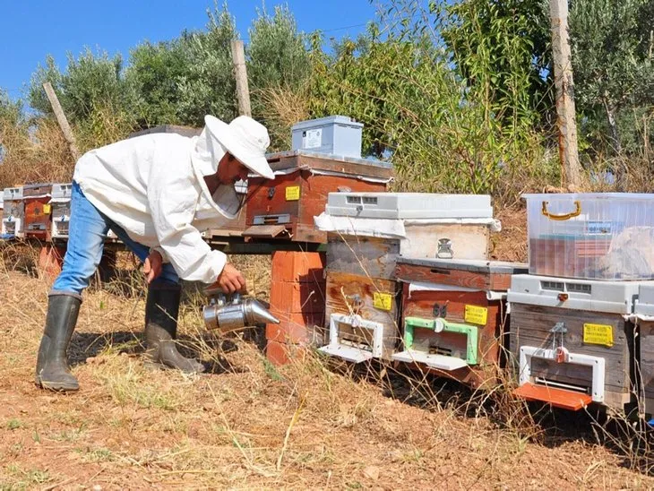 Gramını 700 liradan arı zehri ihraç ediyor