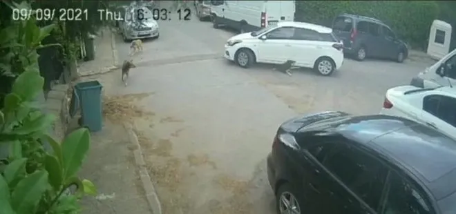 Sarıyer'de dehşete düşüren olay! Köpeği ezdi hiçbir şey olmamış gibi yoluna devam etti