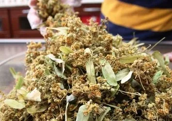 Ihlamur fiyatı uçtu! Kilosu 180 TL'ye...