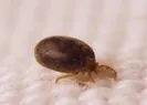 Keneden bulaşan yeni bakteri