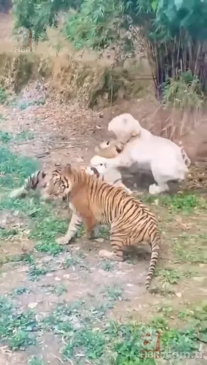 Beyaz aslan ve kaplanın karşılaşması nefesleri kesti! (Aslan Kaplan kavgası) 16