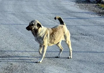 Köpek saldırılarında emsal gibi karar! Açtığı davaları kazandı