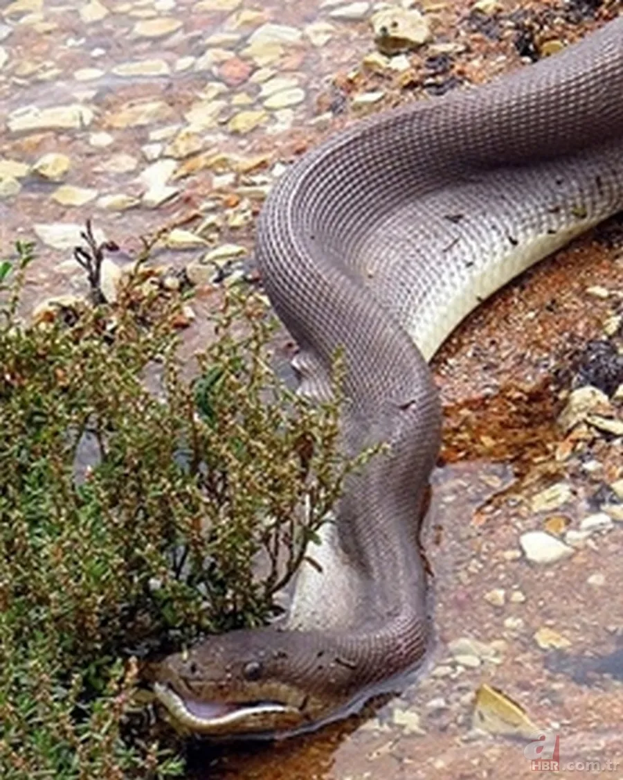 Dev piton ile timsahın yaşam savaşı! O anlar böyle görüntülendi... 8