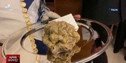 Bulabilmek için eğitimli köpekler kullanılıyor! 830 gramlık mantara servet ödedi