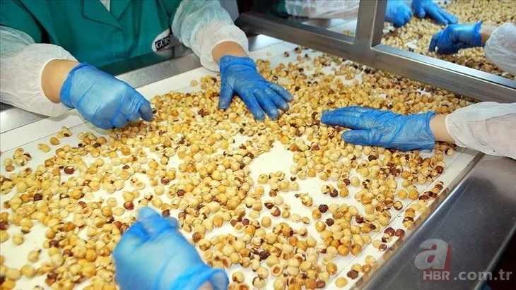 Fındık fiyatları ne kadar, kaç TL oldu? 2022 Ağustos ayı Ordu, Giresun, Samsun, Trabzon fındık fiyatları son durum 6